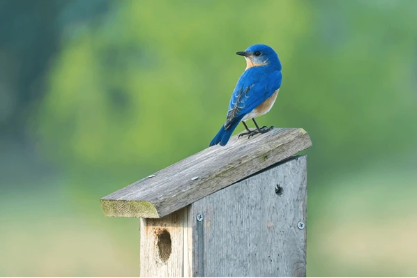 A Complete Guide to Building and Placing a Bluebird House