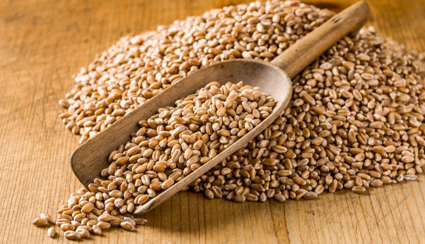 Wheat Protein Market Size, Share | Industry Analysis 2032