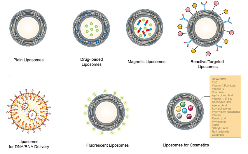 Customized Liposome