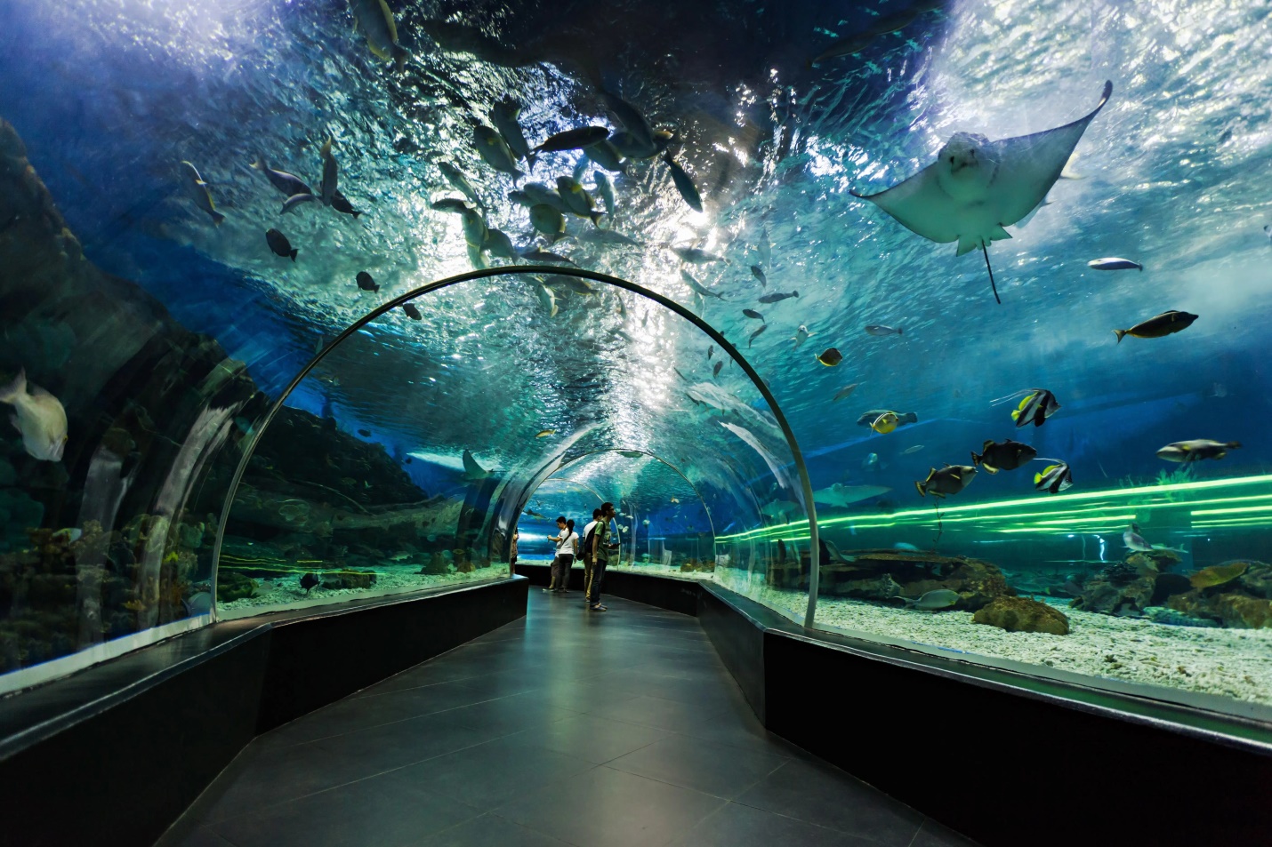 Discover Dubai Aquarium & Underwater Zoo: Thrilling Marine Encounters
