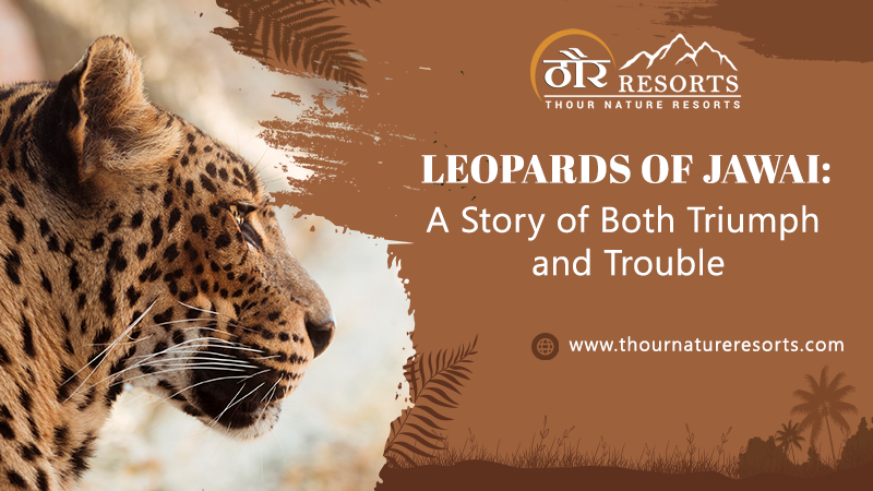 Leopards of Jawai A Story of Both Triumph and Trouble