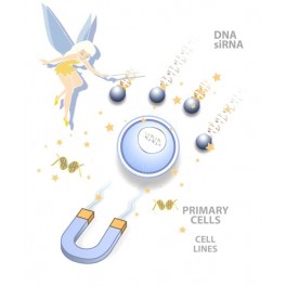 LipoMag Kit -DNA Transfection Reagent