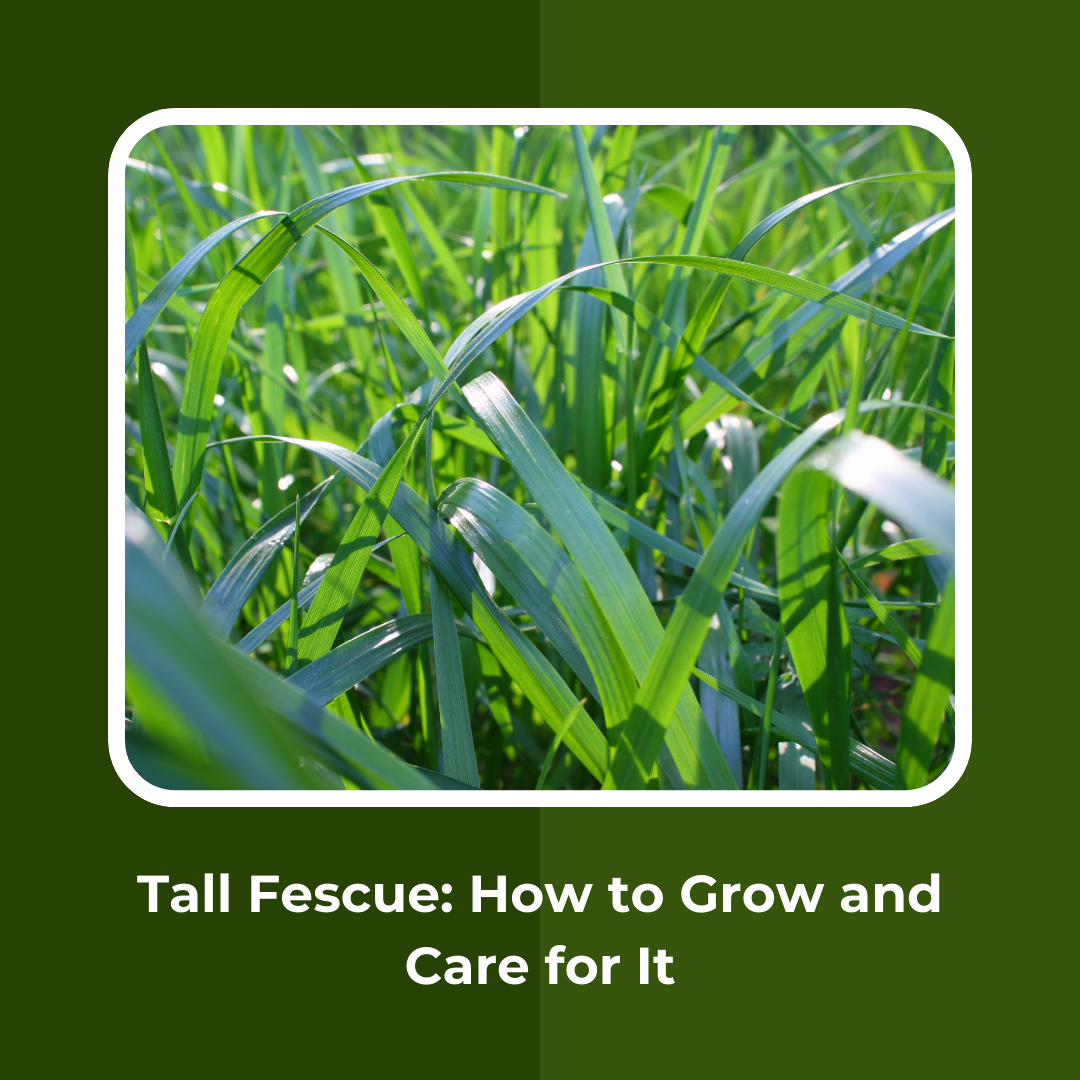 Tall Fescue: How to Grow and Care for It