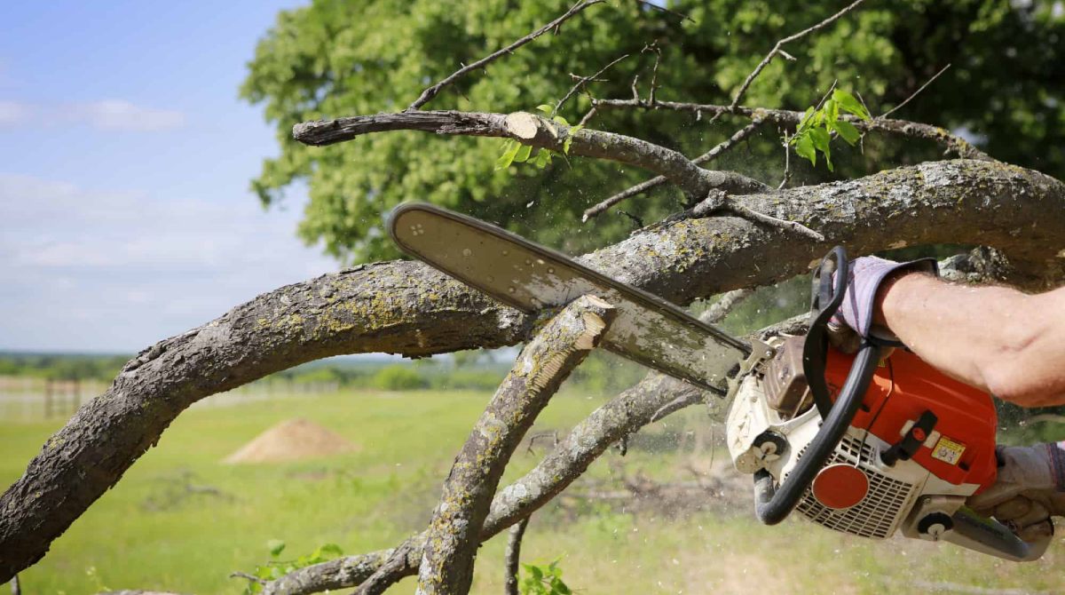 tree removal services