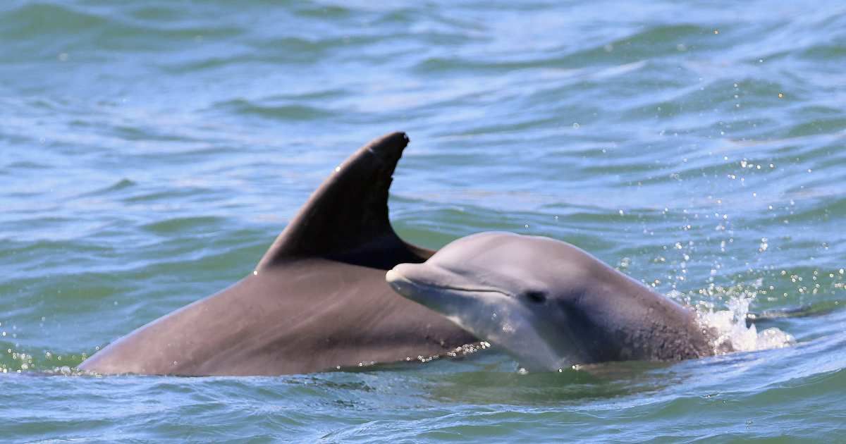 Researchers astonished after decoding the meaning behind whistles that dolphins use to communicate