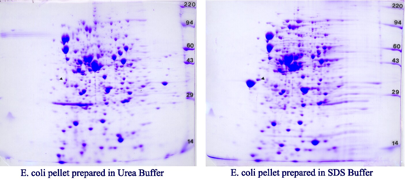 Understanding HCP Antibody Coverage for Biologic Product Testing