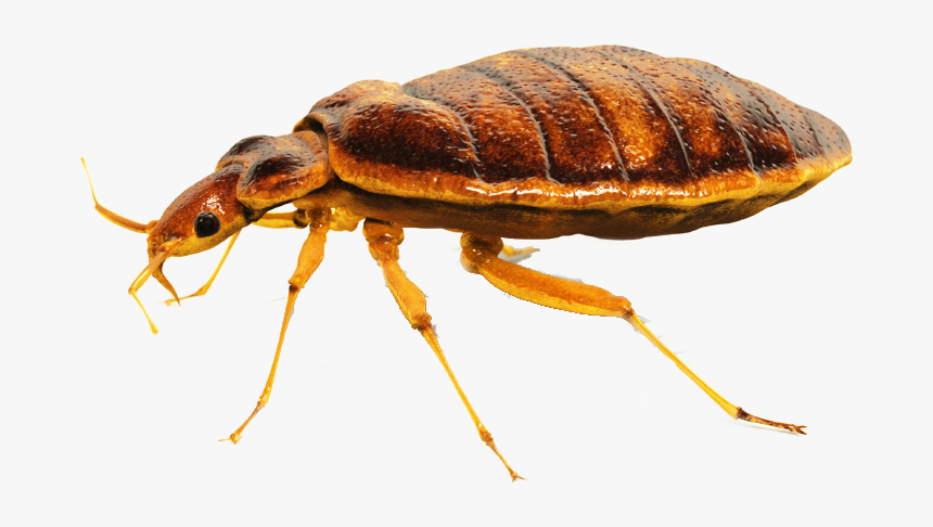 Bed Bug Control Hamilton Ontario