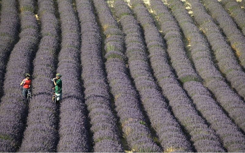 Riding a Bicycle in Provence: Villages atop hills and lavender fields