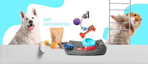 Buy Pet Accessories Online to Enhance Your Pet’s Lifestyle