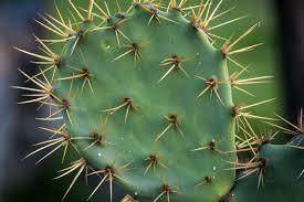 Why Cactus is Essential for Healthy Skin