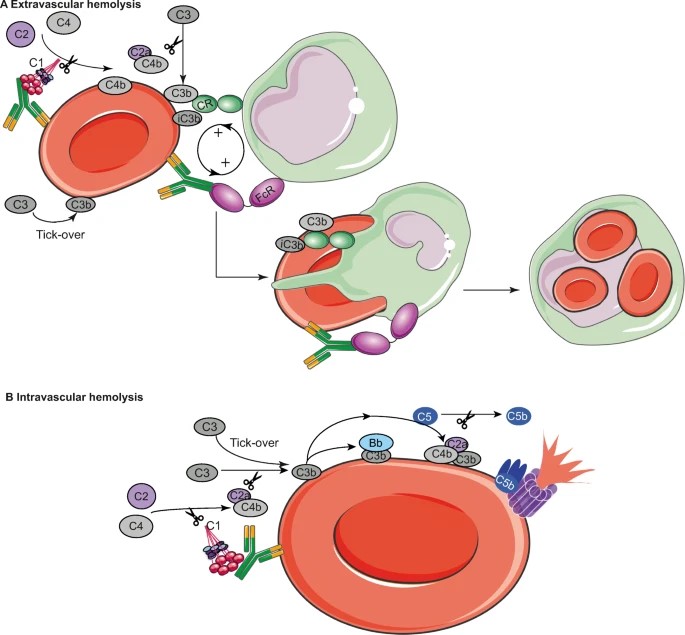 Anti-RBC Antibodies for Enhanced Blood Product Purity and Autoimmune Disease Research